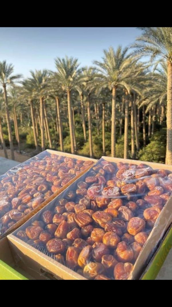 Medine Sukkari Hurması 3 Kg